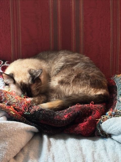 A sleeping cat curled up on a cozy blanket.