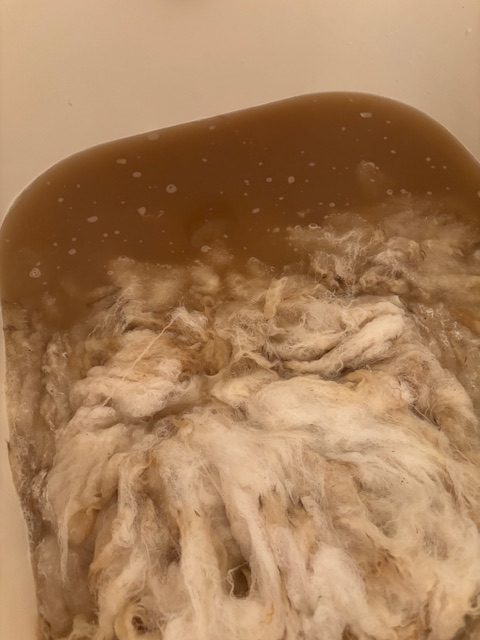 Dirty fleece soaking in a bathtub filled with brown water after washing.