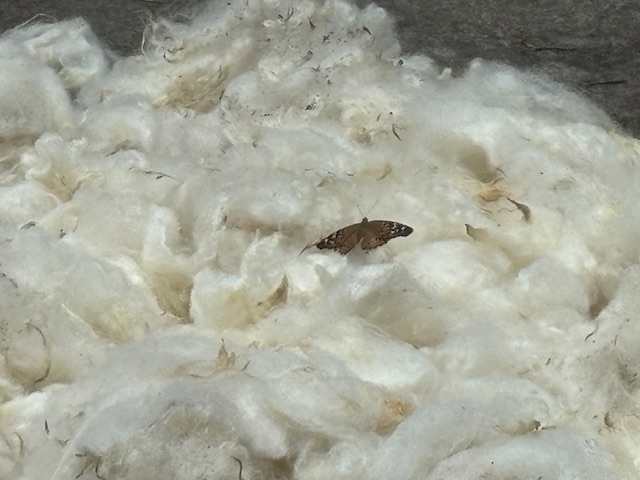 A close-up view of white fleece piles with a butterfly resting on top, showcasing the cleaned fleece after washing.