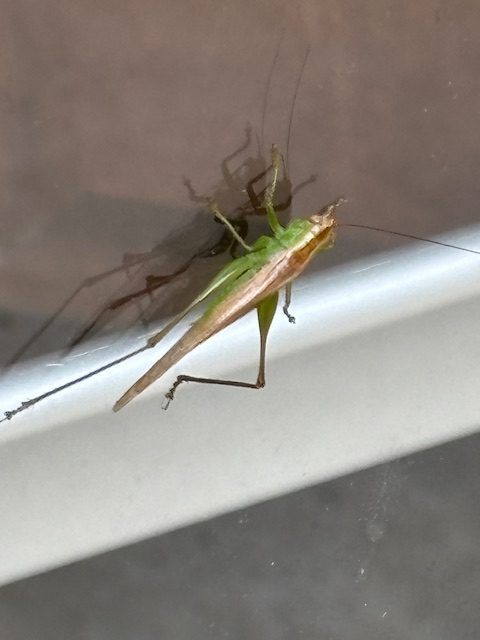 Close-up of a green grasshopper resting on a surface.