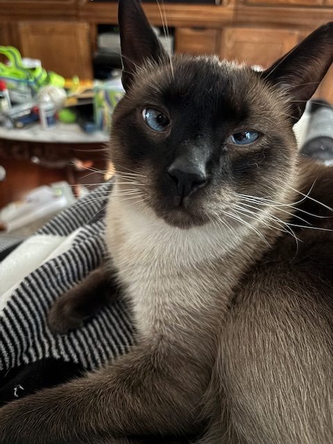 A Siamese cat with blue eyes resting comfortably on a lap, displaying a calm expression. Background shows a cluttered room.
