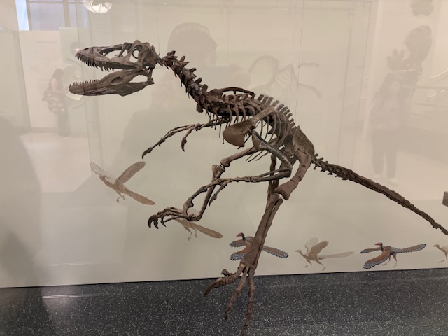 Fossilized skeleton of a Deinonychus dinosaur on display at the American Museum of Natural History.