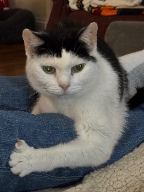 Close-up of a white cat with black markings resting on a person's lap, looking calmly at the camera.