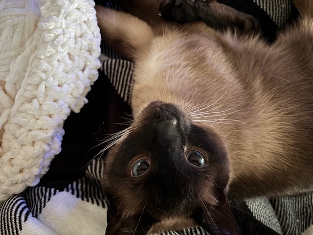 Super Helpful Felines