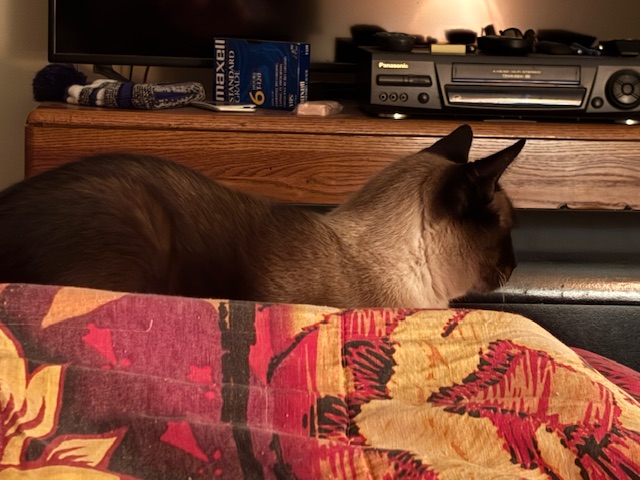 A brown and cream cat resting on a bed, partially covered by a colorful blanket, with a wooden dresser and electronic equipment in the background.