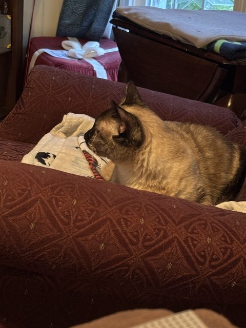 A beige and brown cat sitting on a maroon patterned couch with a blanket and some towels in the background.