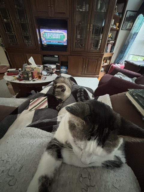 Two cats relaxing on a couch with a cluttered coffee table and a television in the background showing a game show.